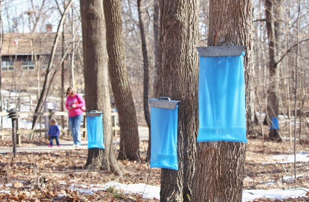 Trees are tapped and flowing. Visit the Maple Syrup Festival March 4 & 5, 2017 at Cedar Heights Elementary in Cedar Falls to find out how maple syrup is made.