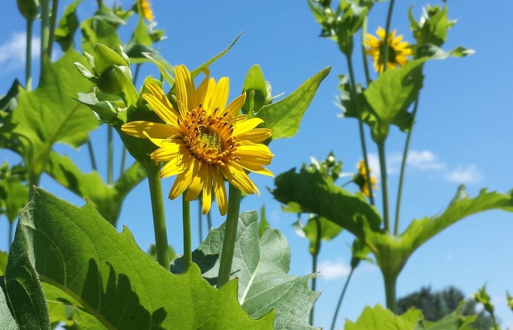 National Wildflower Week | Compass Plants, Wildflowers | Cedar Falls Tourism 