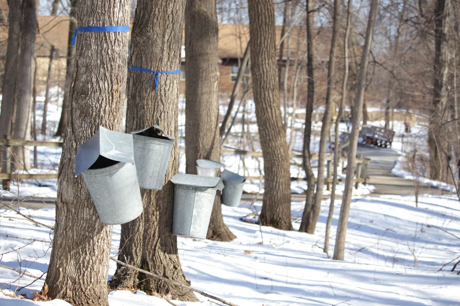 Maple Syrup Festival, sap buckets | Winter Activities Blog | Cedar Falls, Iowa