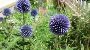 2014 Cedar Falls Garden Tour