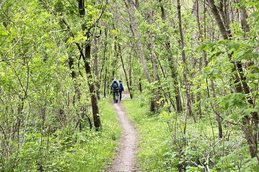 soft trail in george wyth park