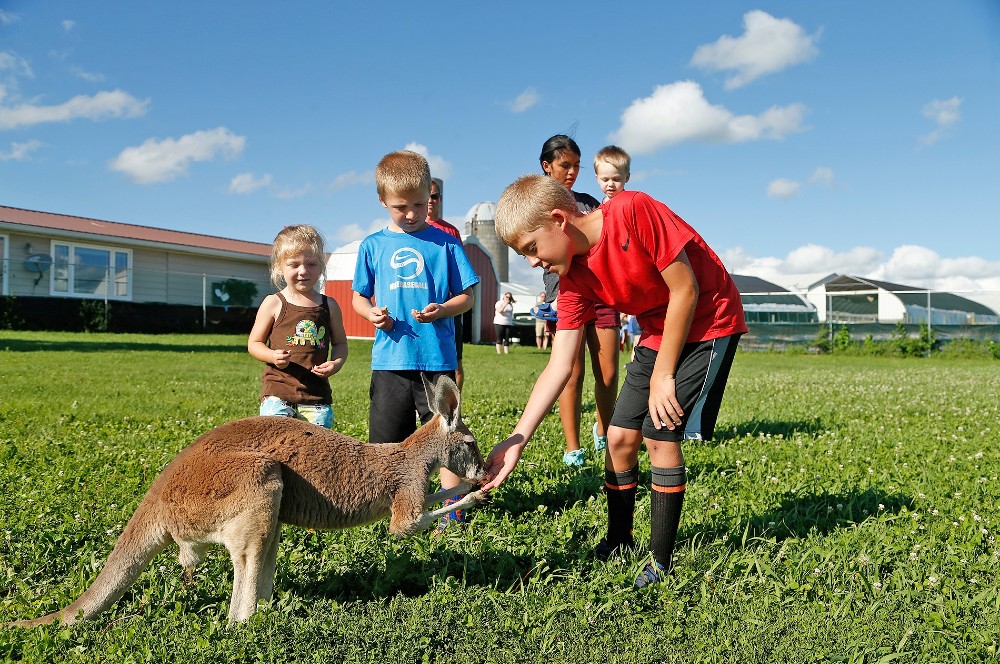 Kids and Kangaroos