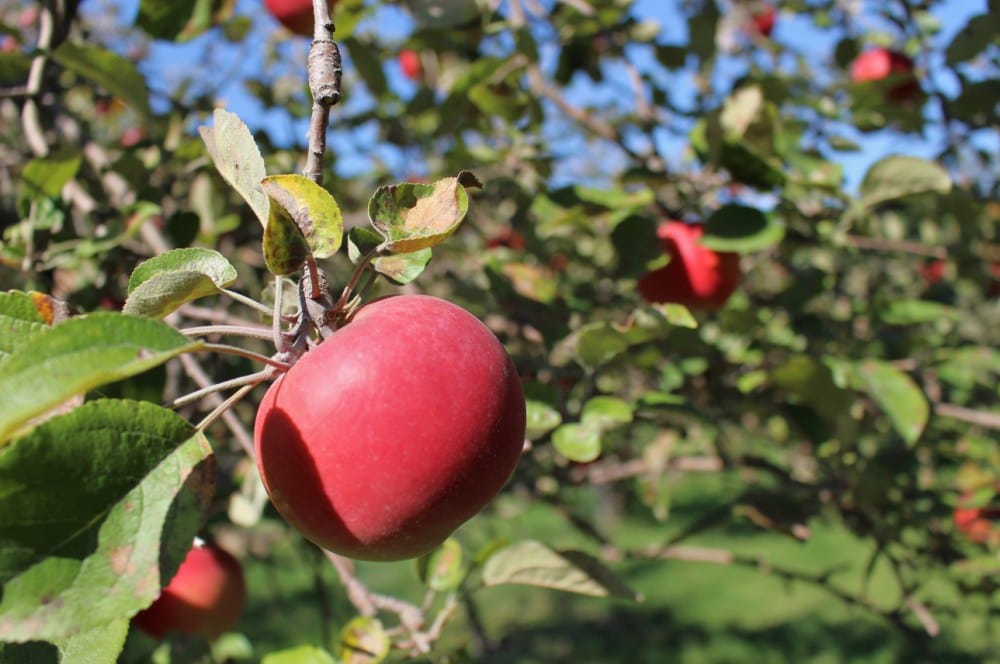 Local Apple Orchards, Cedar Falls, Iowa