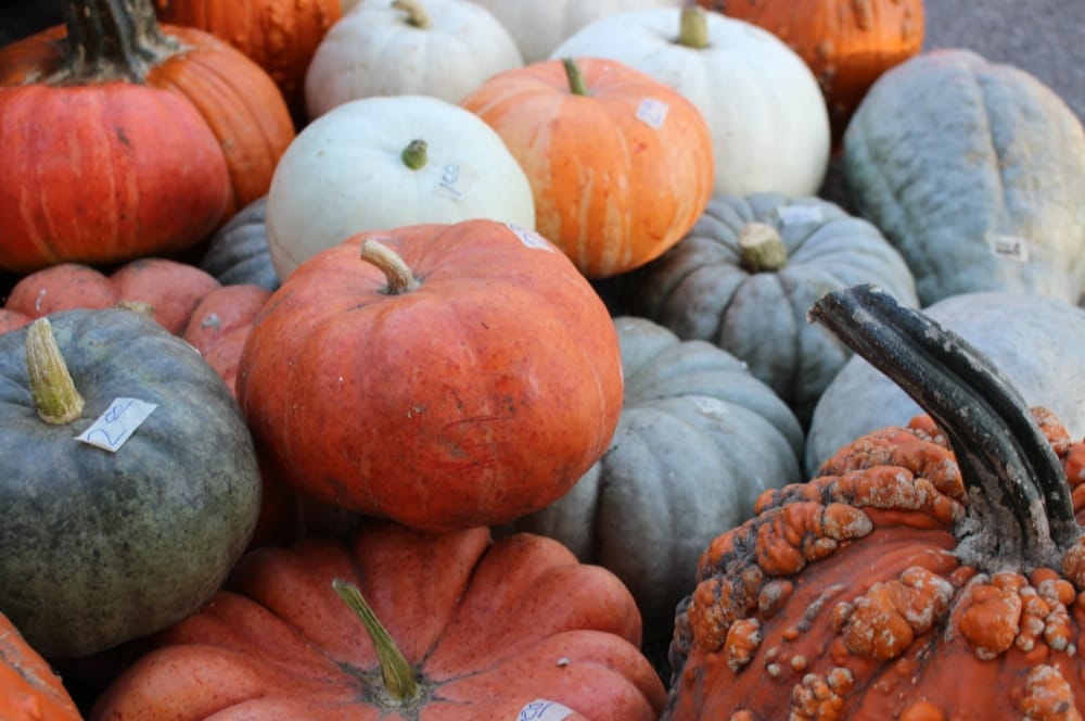 Pumpkins and squash!