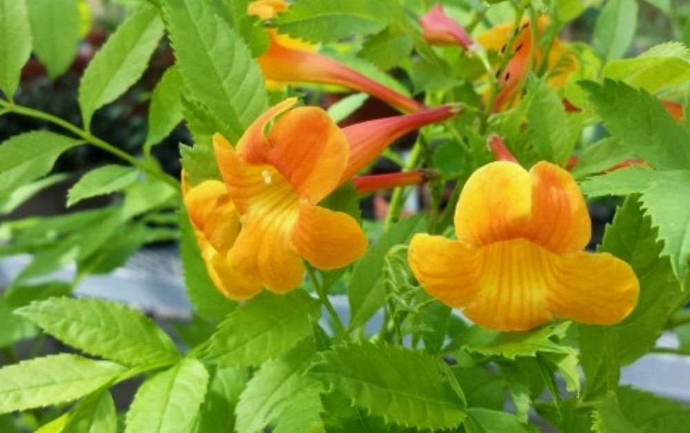 Tropical paradise at the UNI Botanical Center in Cedar Falls