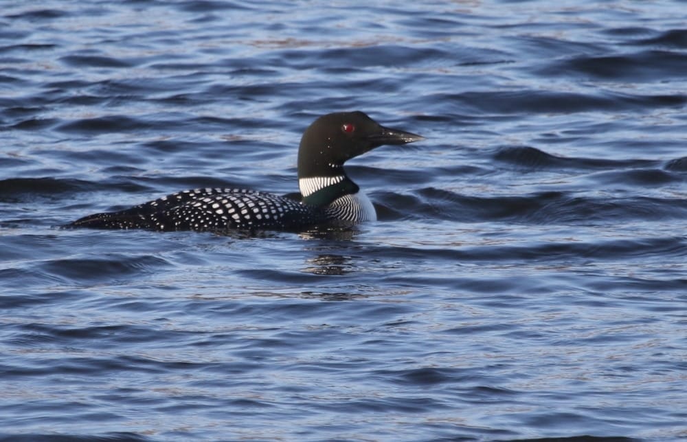 Spring bird migration at Prairie Lakes in Cedar Falls | Cedar Falls Tourism Bureau