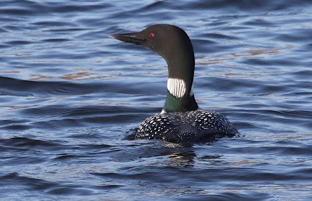 Loons and other birds in migration visiting Prairie Lakes in Cedar Falls | Cedar Falls Tourism