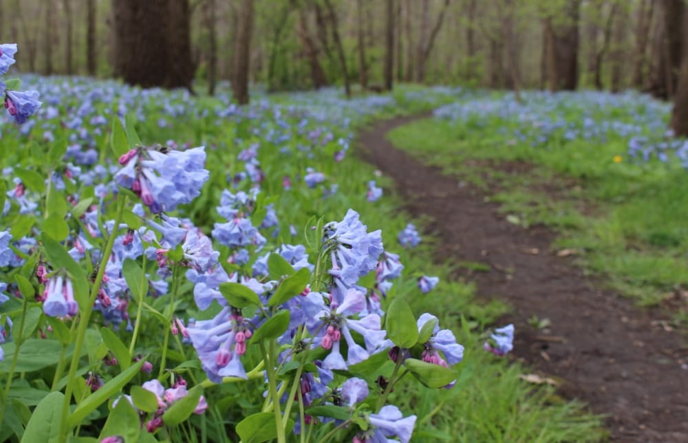 Robinson Bird Sanctuary | Bluebells, Wildflowers | Cedar Falls Iowa