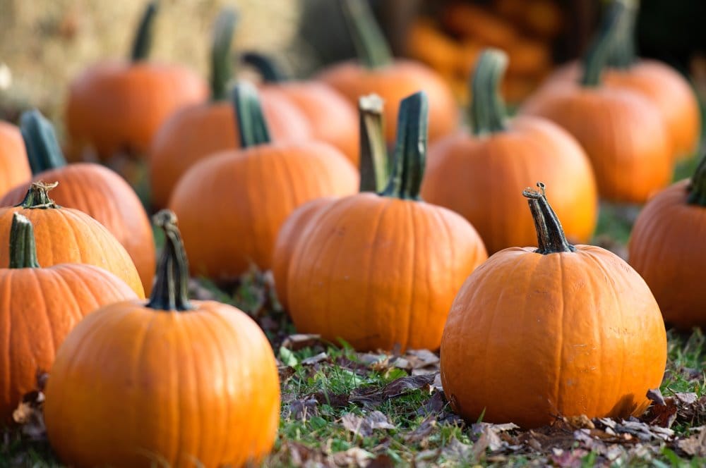 Fall Fun 2018