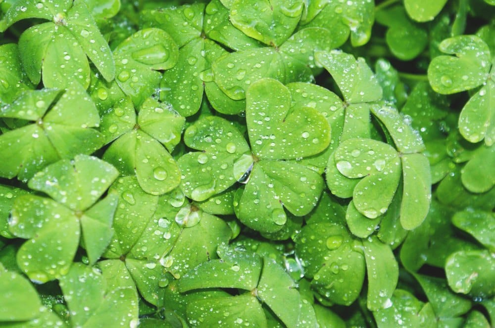 St Patrick's Day 2019
