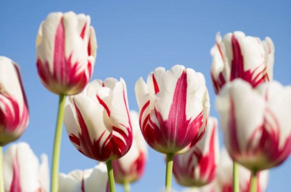 Mother's Day Brunches & Buffets 2019