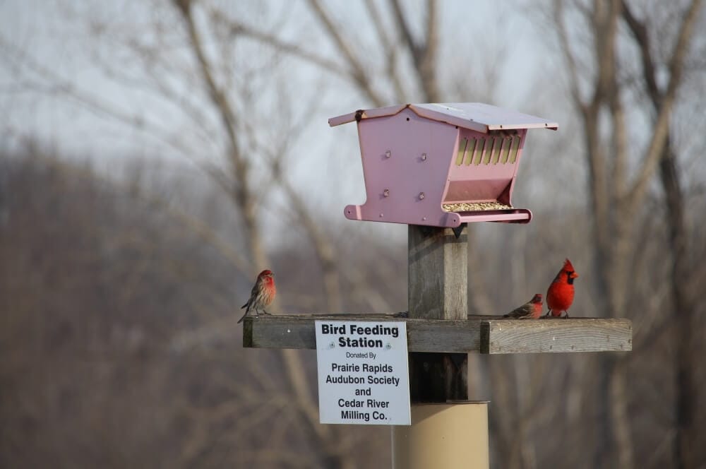 3 Benefits of Birding