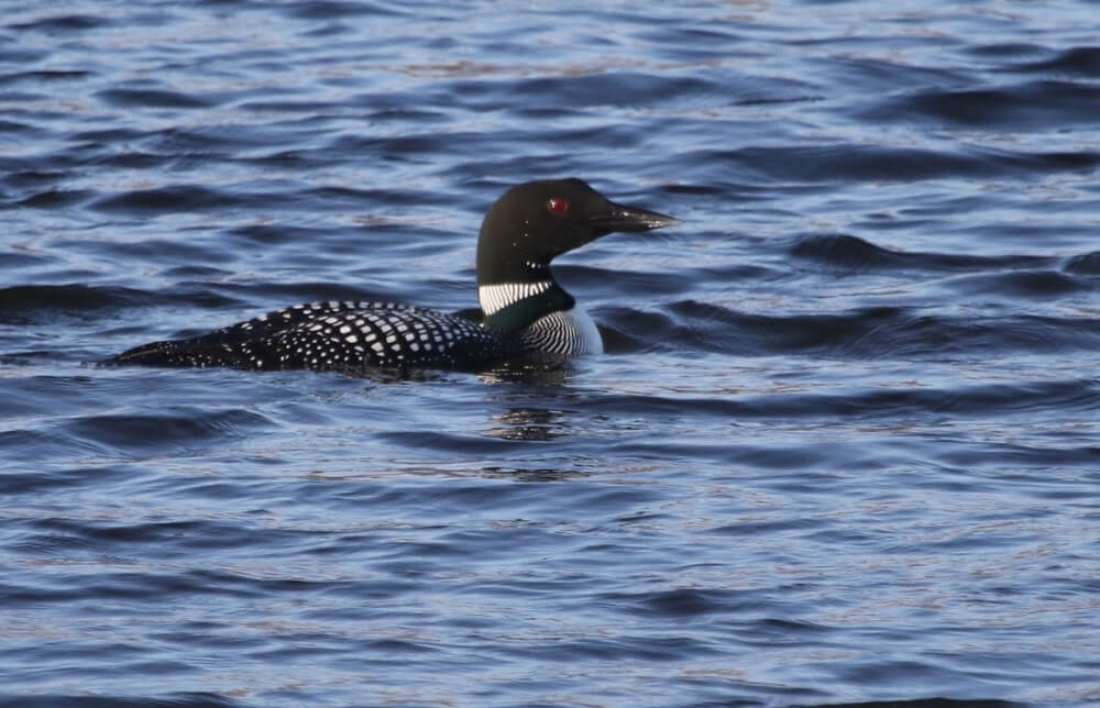 3 Benefits of Birding