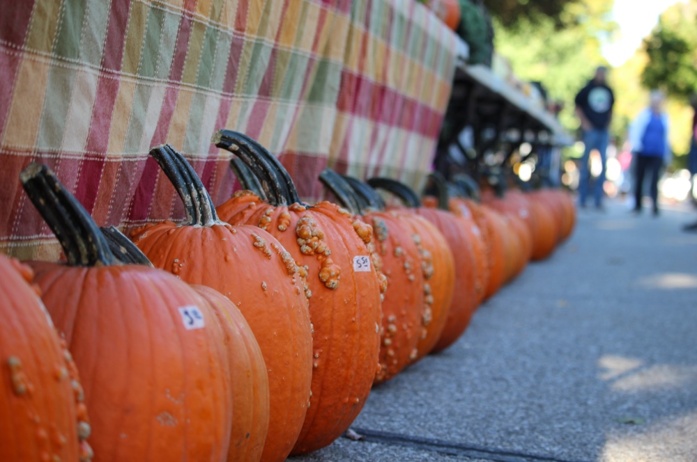 Season of Scarecrows and Pumpkin Patches