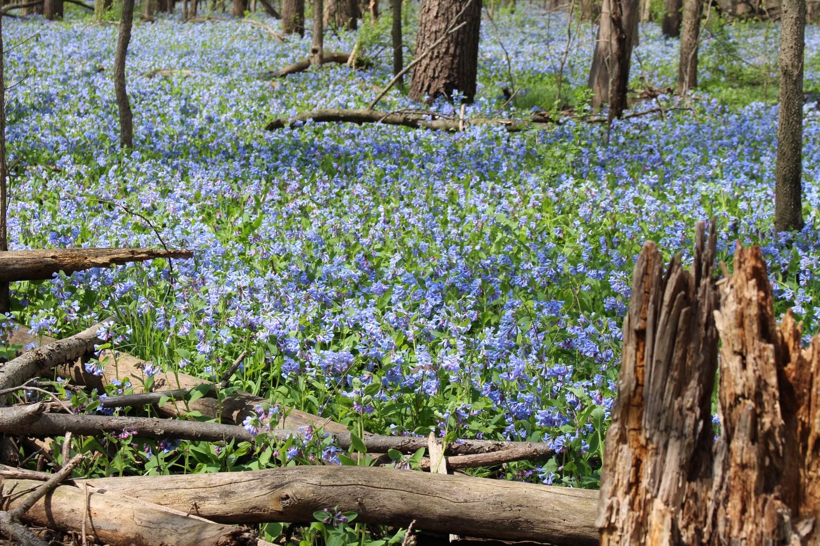 Robertson-Bird-Sanctuary-Katoski-Greenbelt-Waterloo