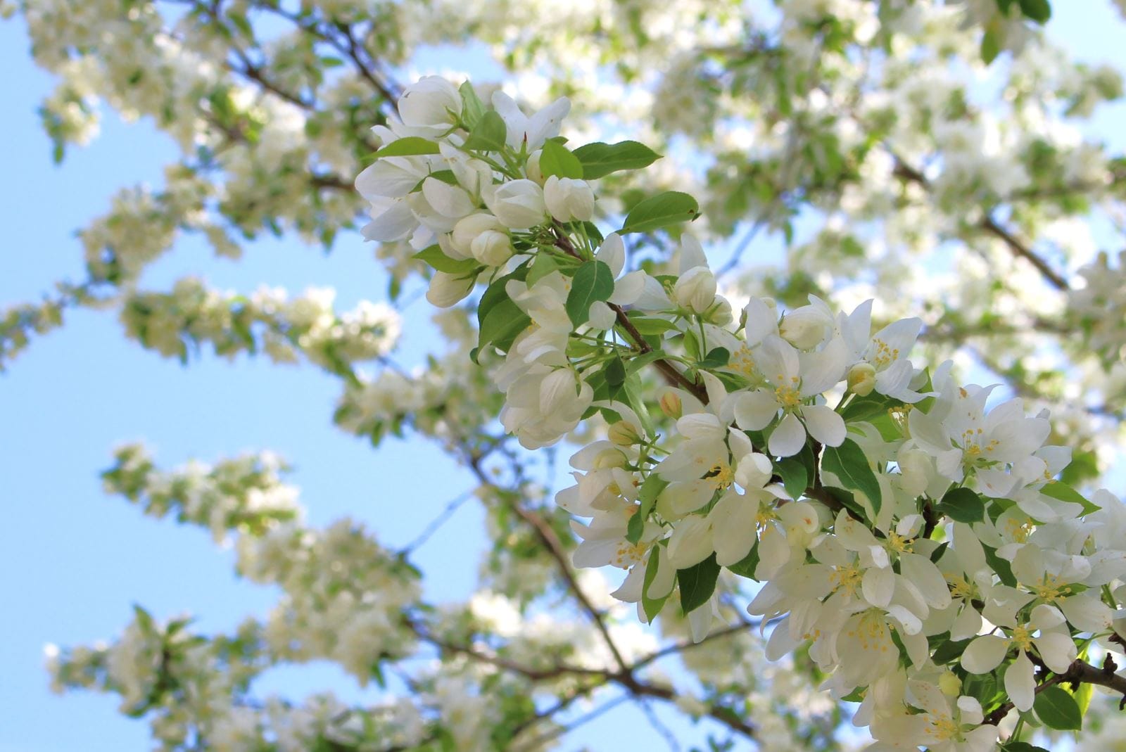 Seerley Blvd, crabapples, Cedar Falls