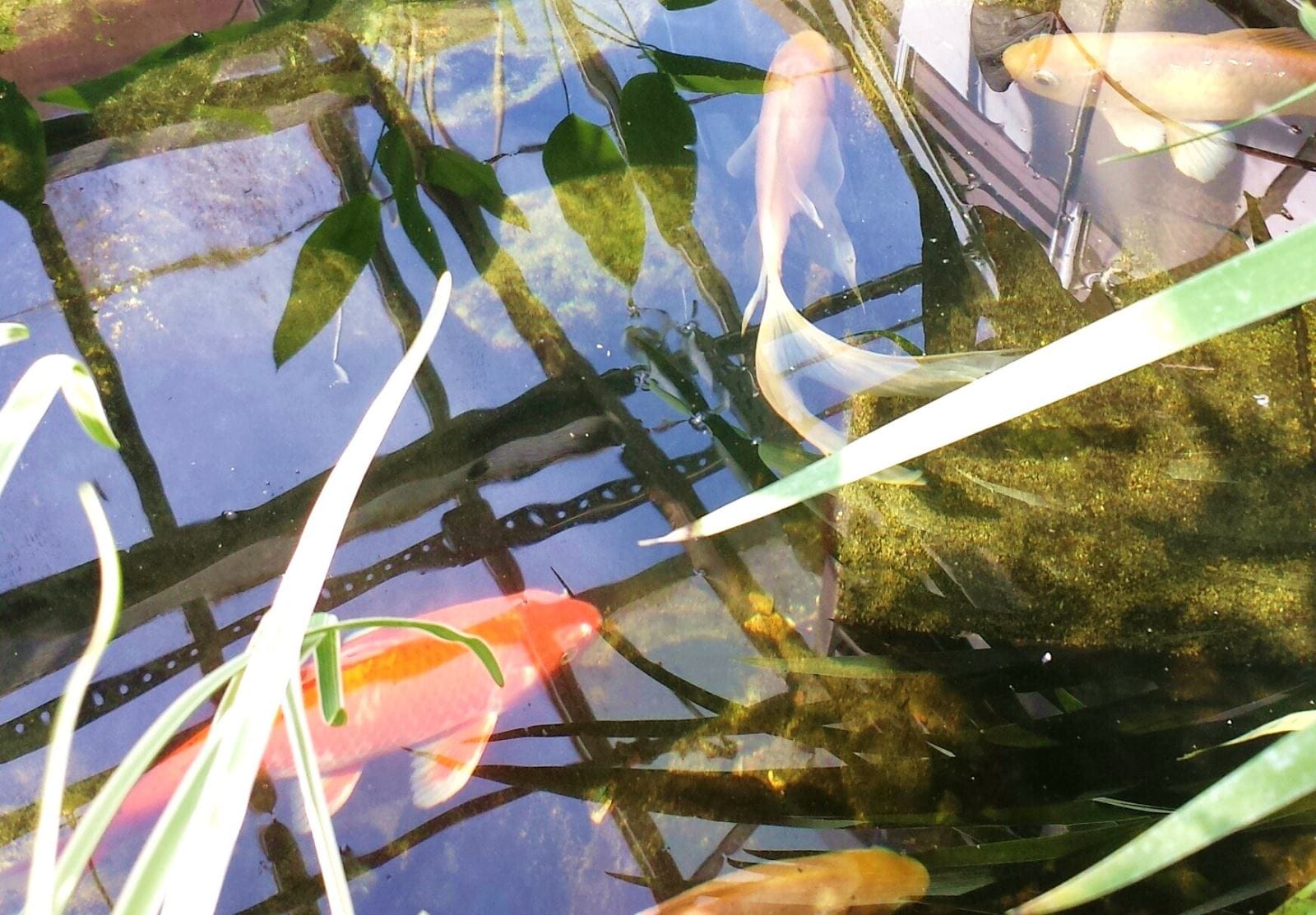 Spring Fever blog post | UNI Botanical Center | Cedar Falls, Iowa