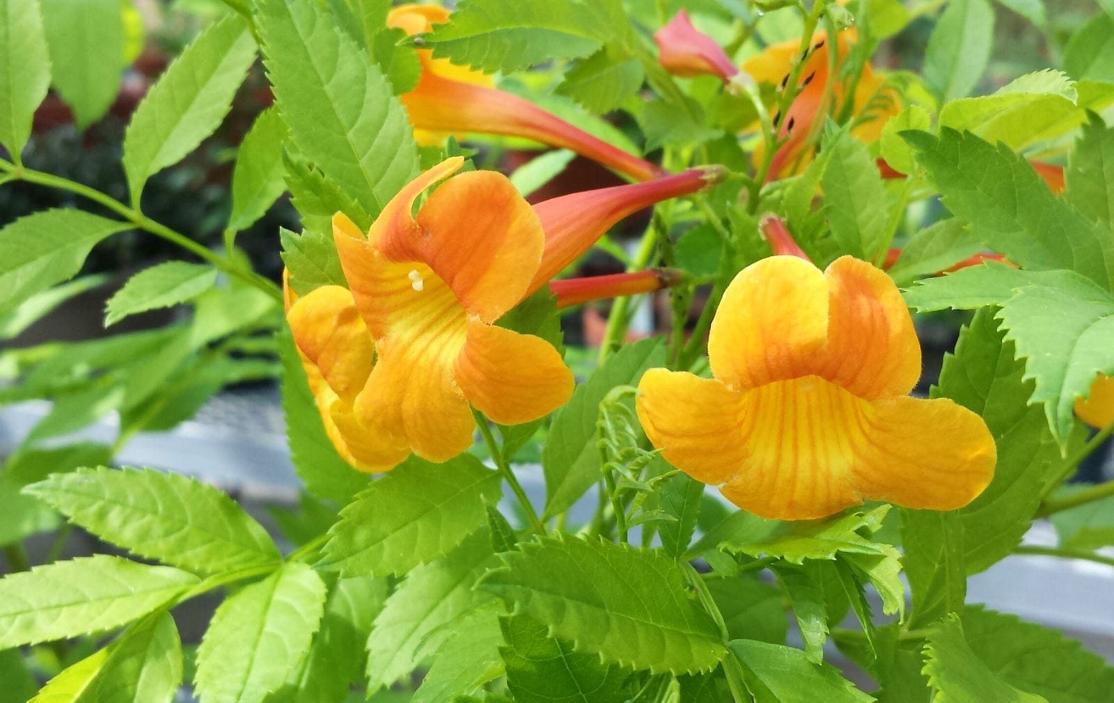 Spring Fever blog post | UNI Botanical Center | Cedar Falls, Iowa