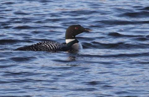 Spring Migration at Prairie Lakes