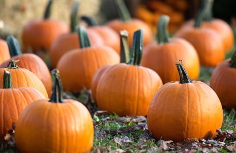 Fall Fun