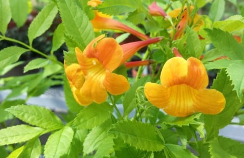 Craving Spring Sunshine and Warmer Temperatures?